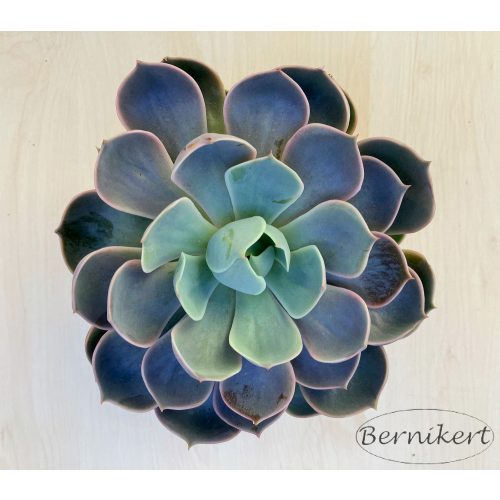 Echeveria Lotus