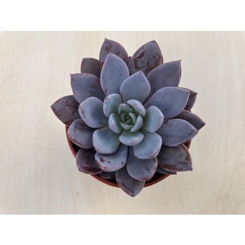  Echeveria 'Lulu'