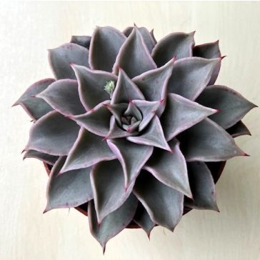 Echeveria 'Madiba'