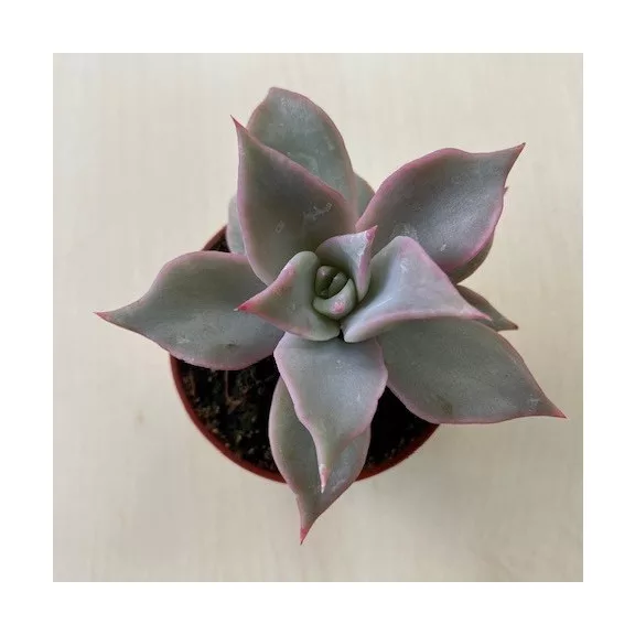 Echeveria 'Madiba' Echeveria 'Madiba'