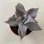 Echeveria 'Madiba'
