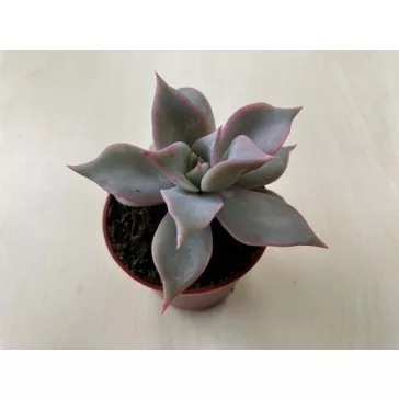 Echeveria 'Madiba'