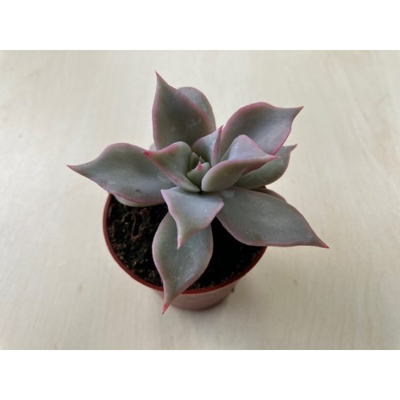 Echeveria 'Madiba'