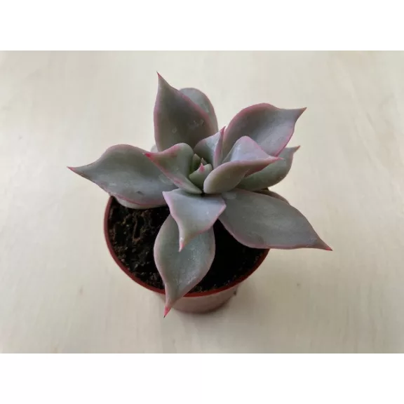 Echeveria 'Madiba' Echeveria 'Madiba'