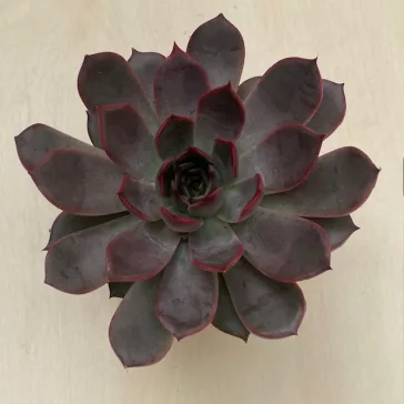 Echeveria 'Morango'