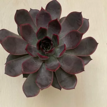 Echeveria 'Morango'