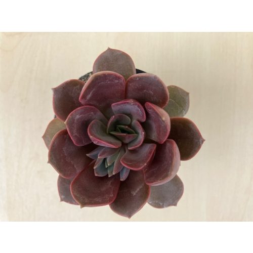 Echeveria 'Nina'
