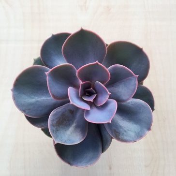 Echeveria Perle von Nürnberg 