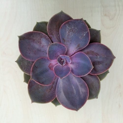 Echeveria Perle von Nürnberg 