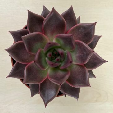 Echeveria 'Pink Champagne'