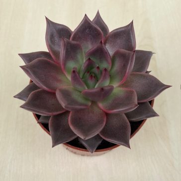 Echeveria 'Pink Champagne'