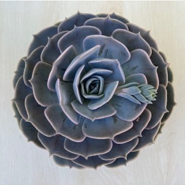 Echeveria 'Pollux'
