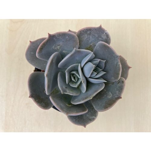 Echeveria 'Pollux'