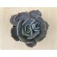 Echeveria 'Pollux'