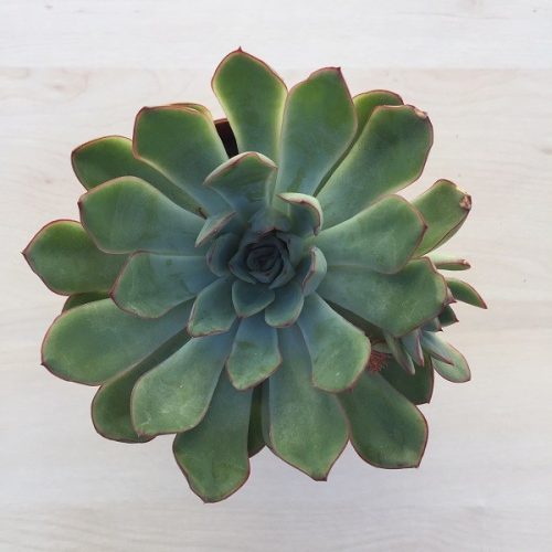 ECHEVERIA PULIDONIS