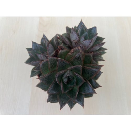 Echeveria purpusorum