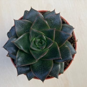 Echeveria purpusorum