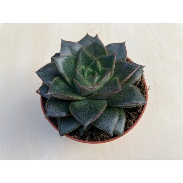 Echeveria purpusorum