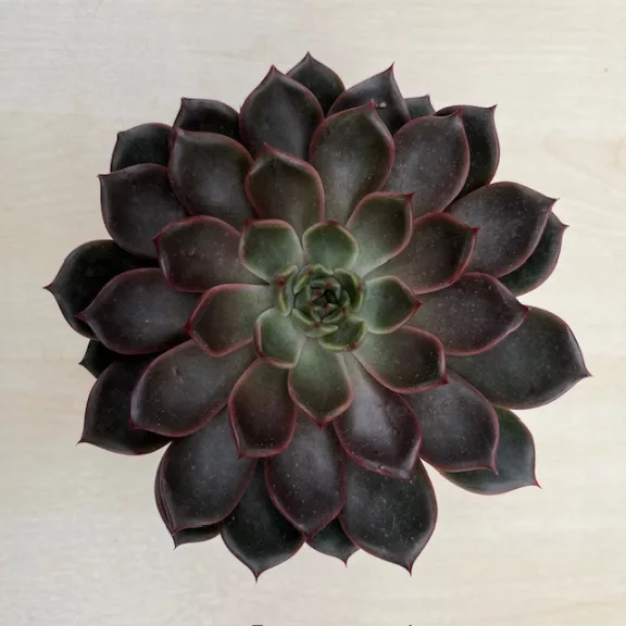 Echeveria Rosetta Mariposa Echeveria Rosetta Mariposa