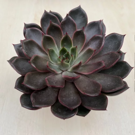 Echeveria Rosetta Mariposa Echeveria Rosetta Mariposa