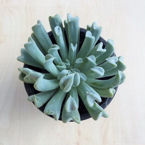 Echeveria runyonii