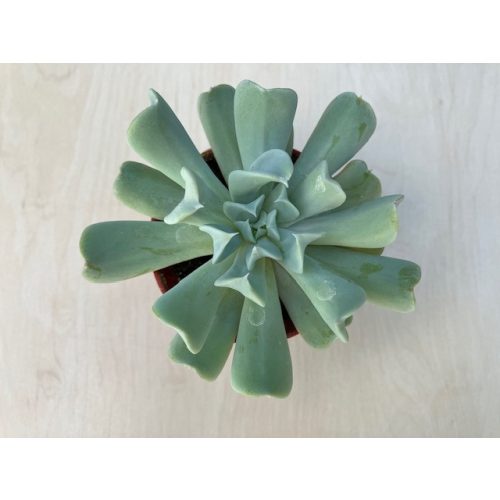 Echeveria runyonii