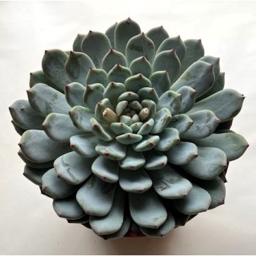 Echeveria 'Sarahime Botan