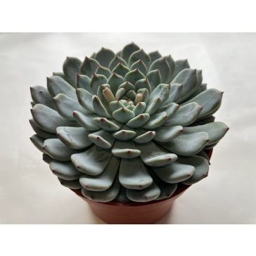 Echeveria 'Sarahime Botan