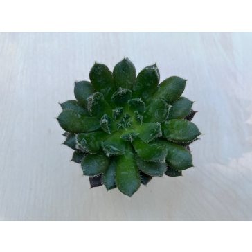 Echeveria 'Scorpio'