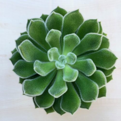 Echeveria setosa