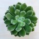 Echeveria setosa