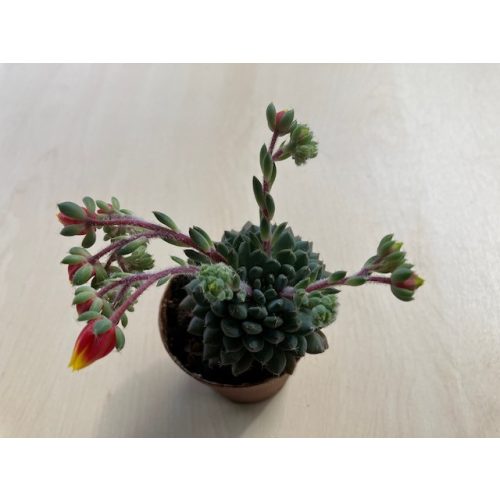 Echeveria setosa var. deminuta
