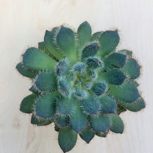Echeveria setosa var. deminuta virág nélkül!