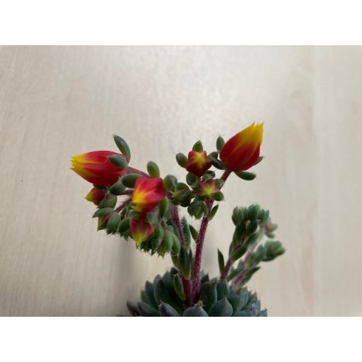 Echeveria setosa var. deminuta virág nélkül!