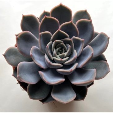 Echeveria 'Summer'