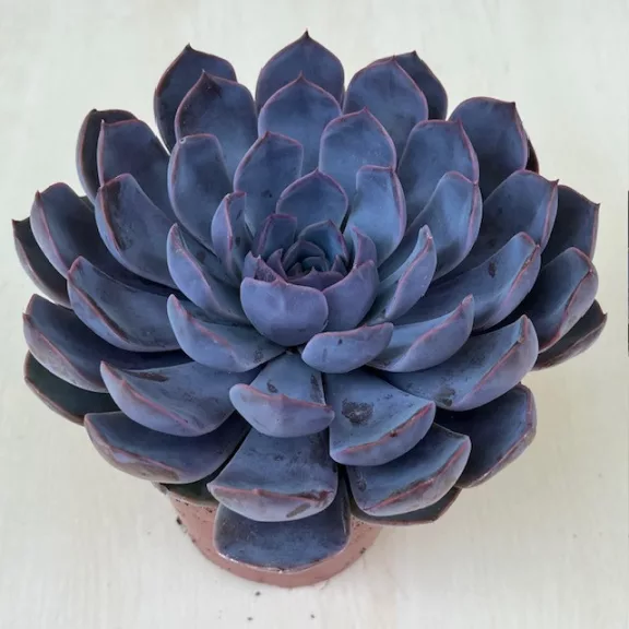 Echeveria Echeveria