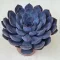 Echeveria 