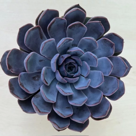 Echeveria Echeveria