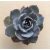 Echeveria 'Summer'
