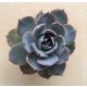 Echeveria 'Summer'