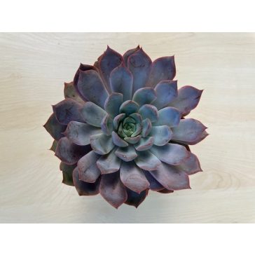 Echeveria 'Summer'