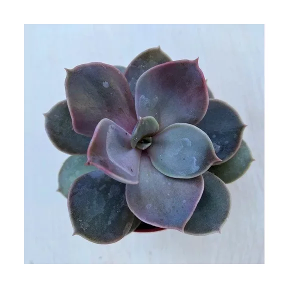 Echeveria Echeveria