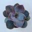Echeveria 
