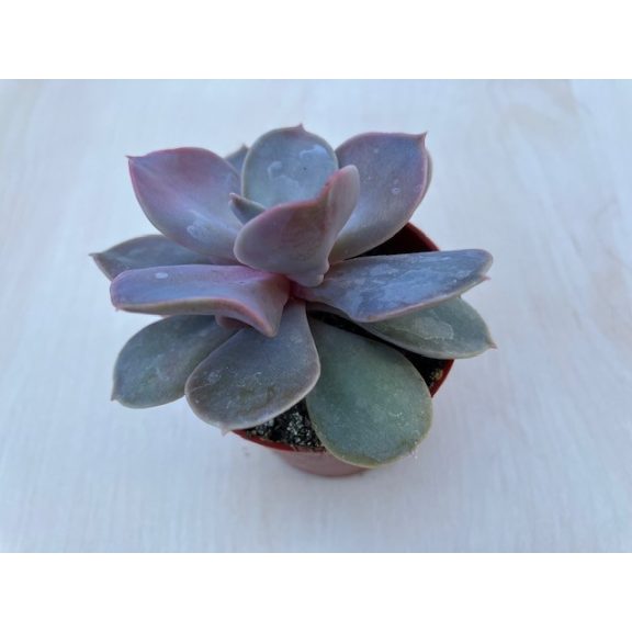 Echeveria 