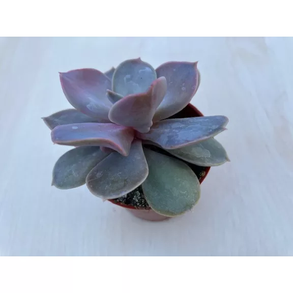 Echeveria Echeveria