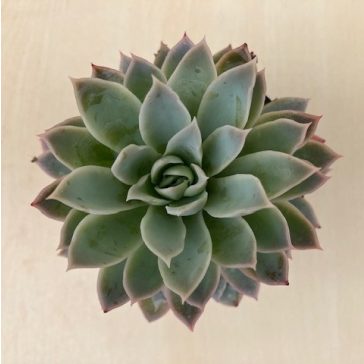 Echeveria 'Violet Queen'