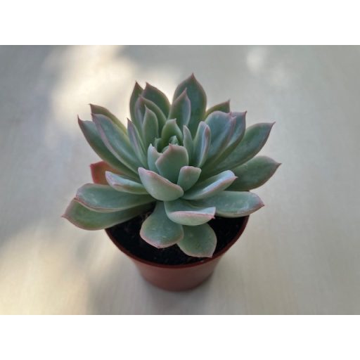 Echeveria 'Violet Queen'