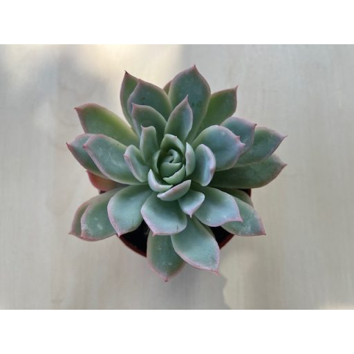 Echeveria 'Violet Queen'