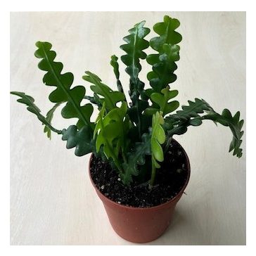 Epiphyllum anguliger  v črepníku