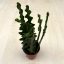 Epiphyllum anguliger